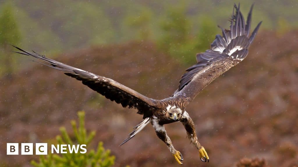 Golden eagles' return to English skies gets government backing