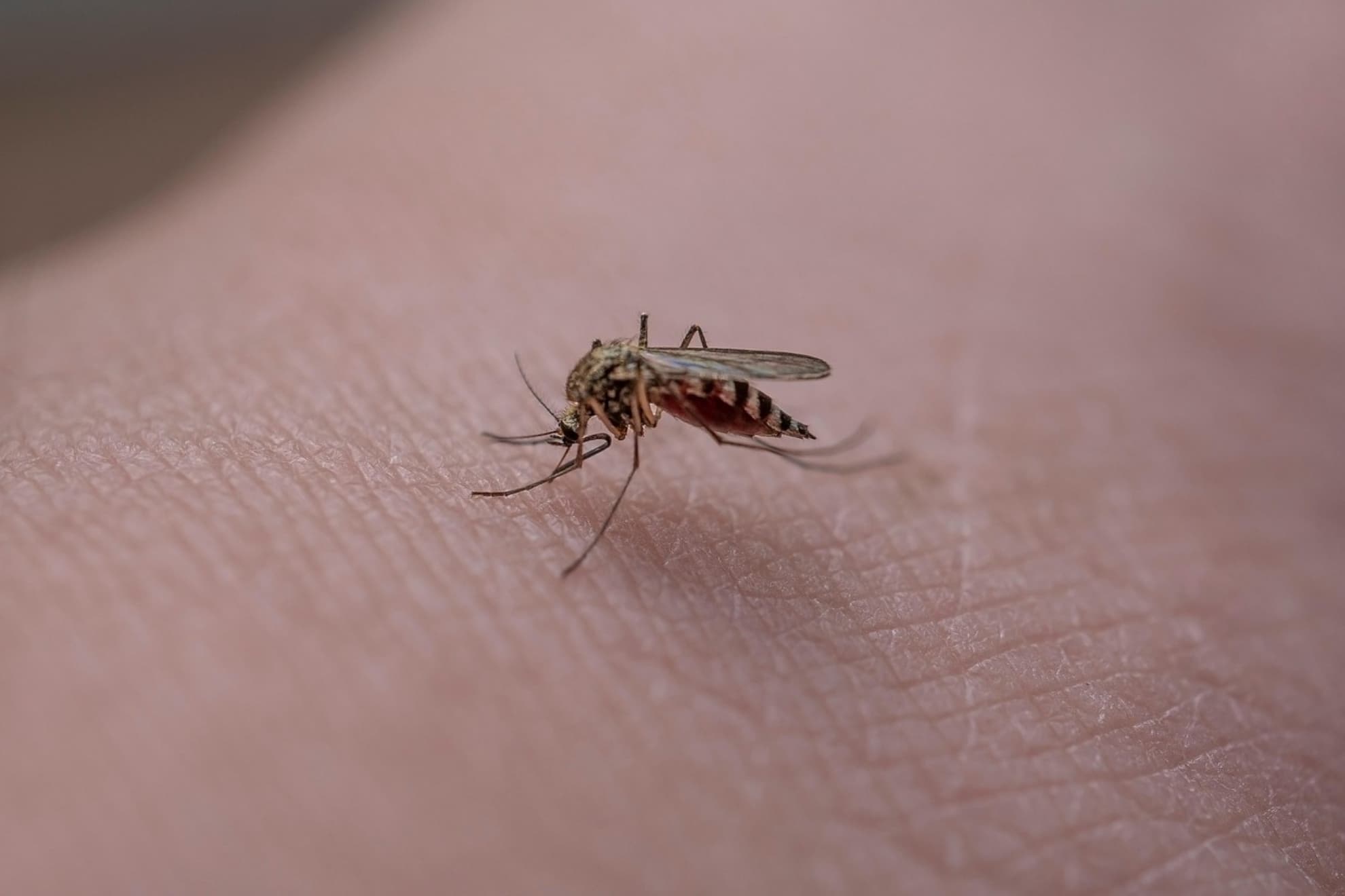Mosquito.