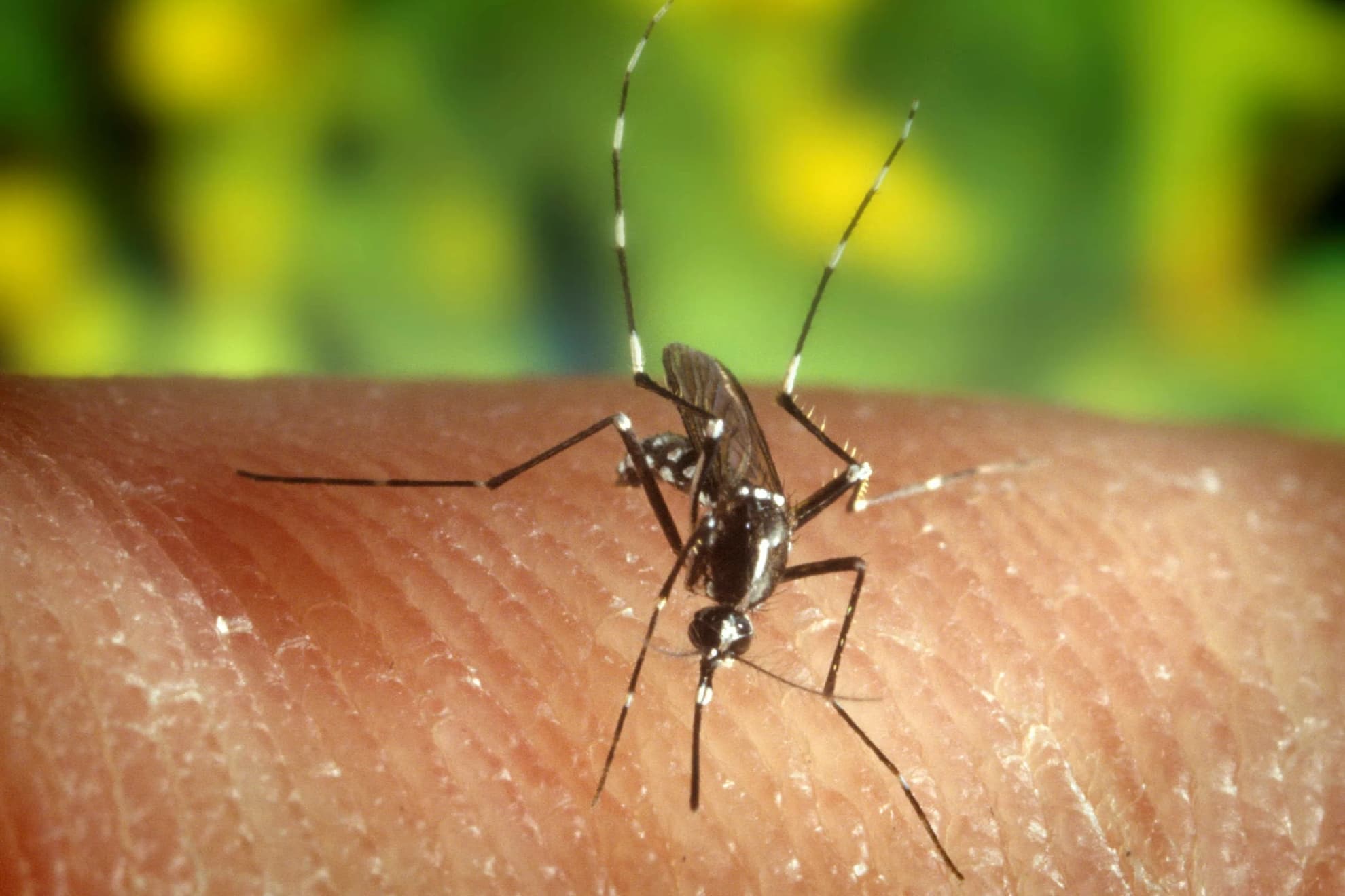 Picadura de mosquito.