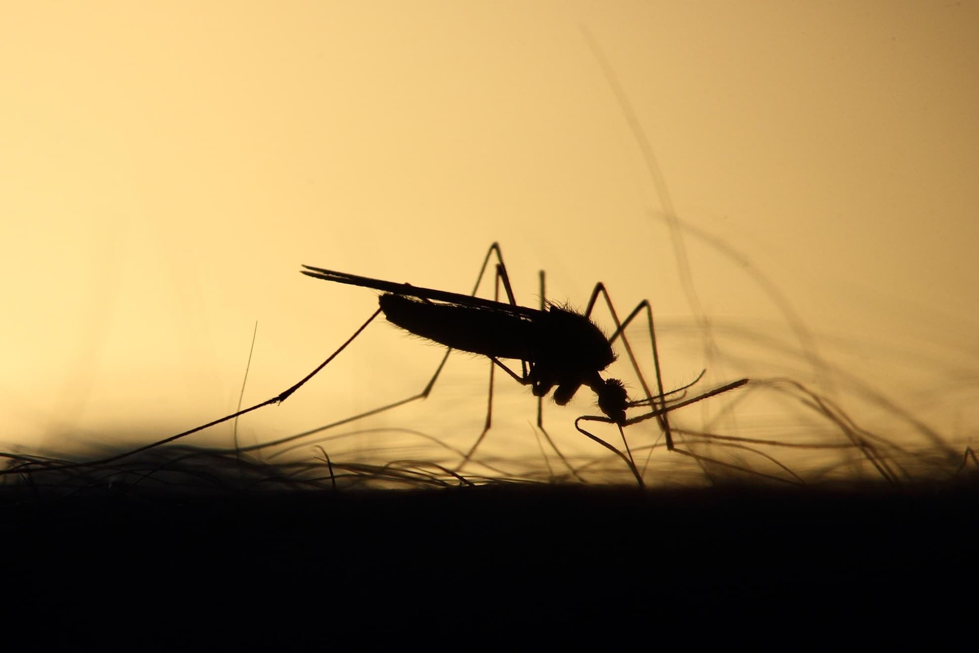 Un mosquito.