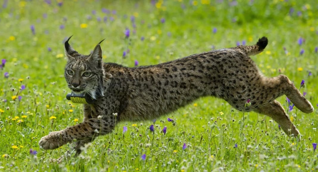 Imagen de un lince ibérico.
