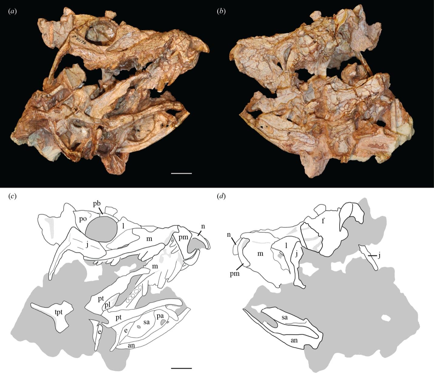 Los fósiles mal catalogados