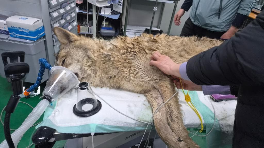 un veterinario examina el estado de un lobo, llamado Neukgu, en el partque temático Daejeon O-World.