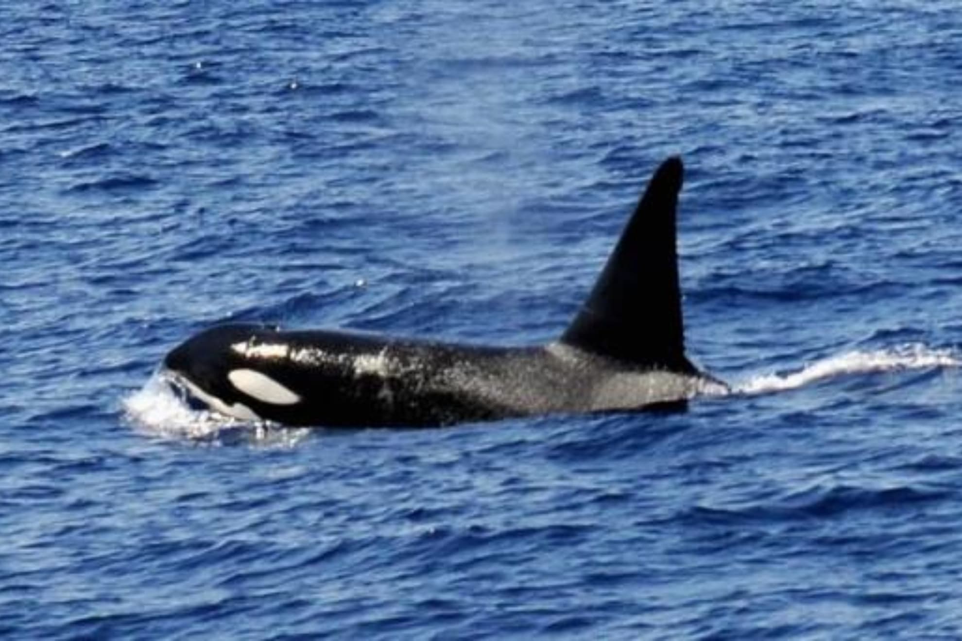 Orcas imagen de recurso