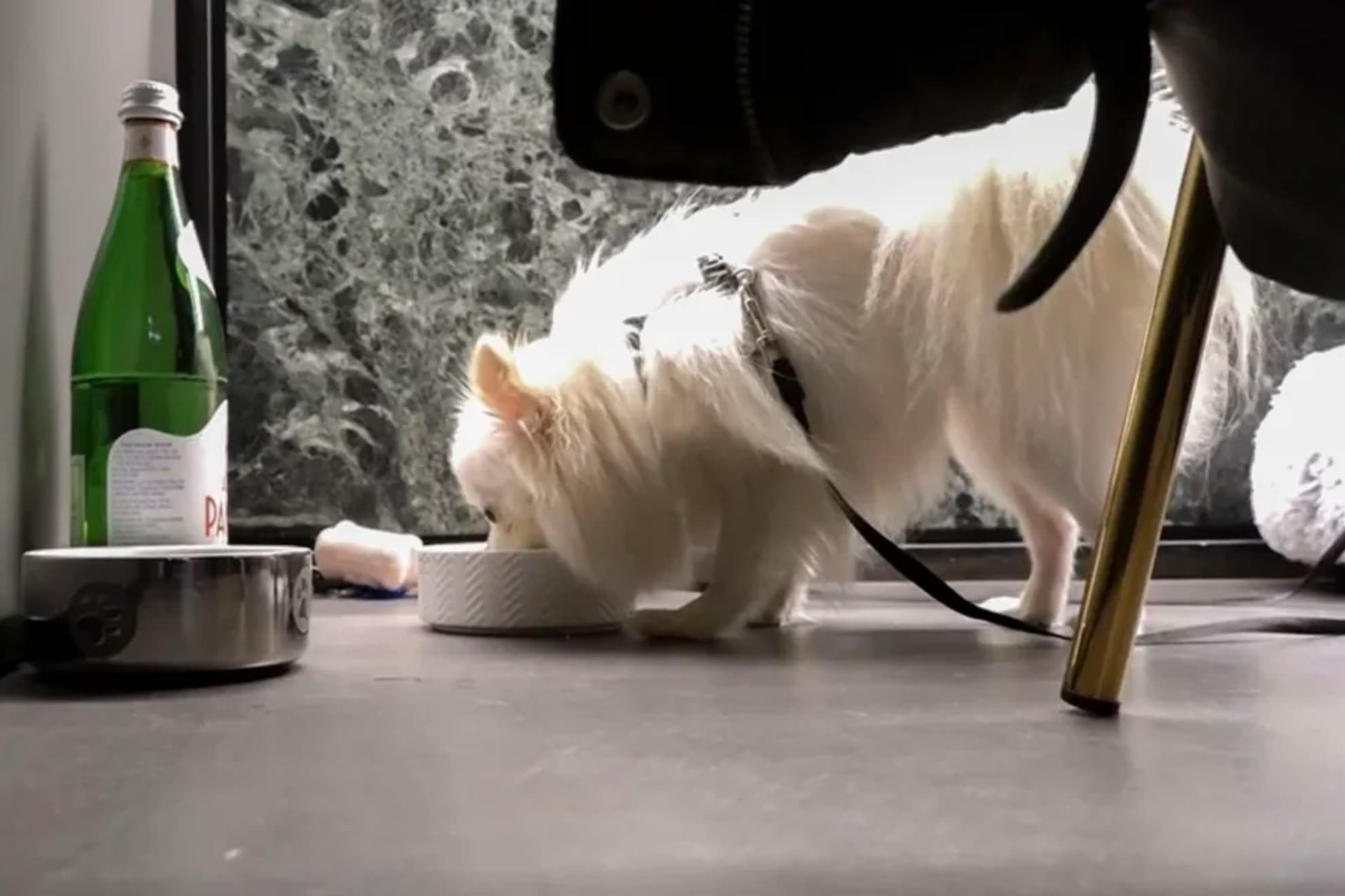 Perro imagen de recurso