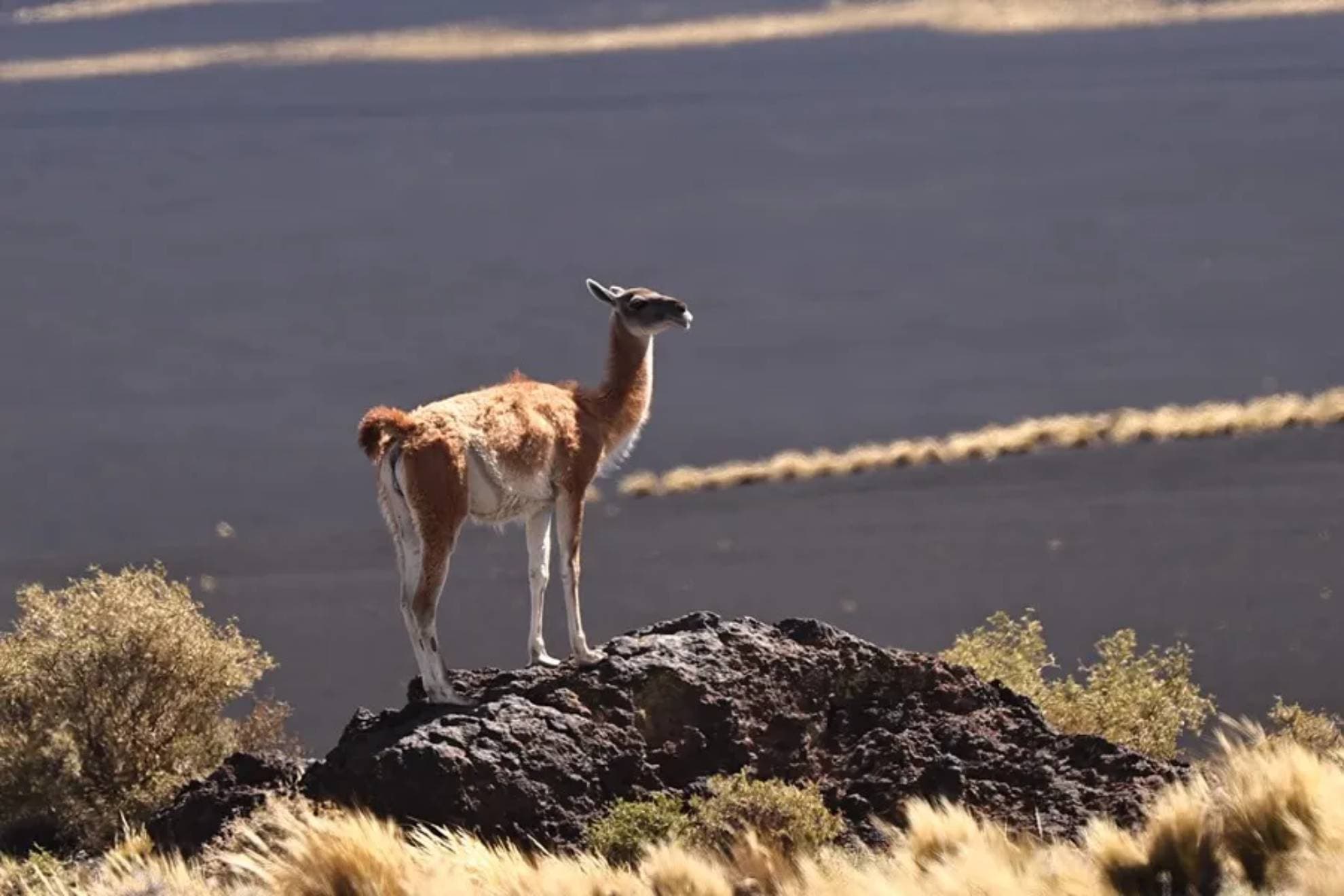 Guanaco.