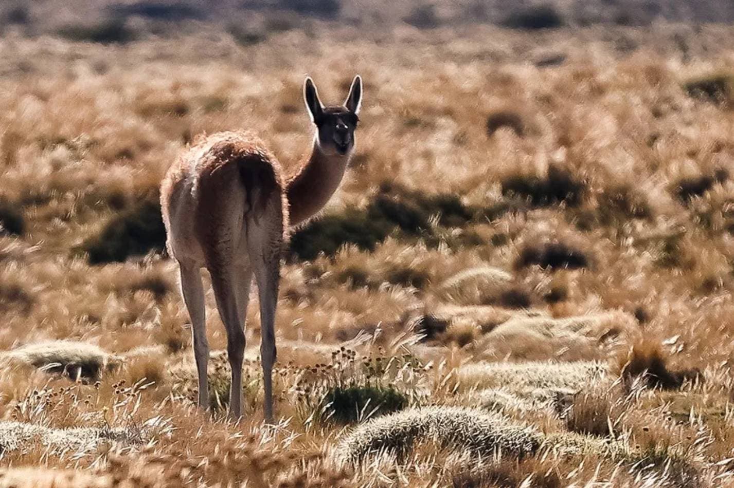 Guanaco en Argentina.
