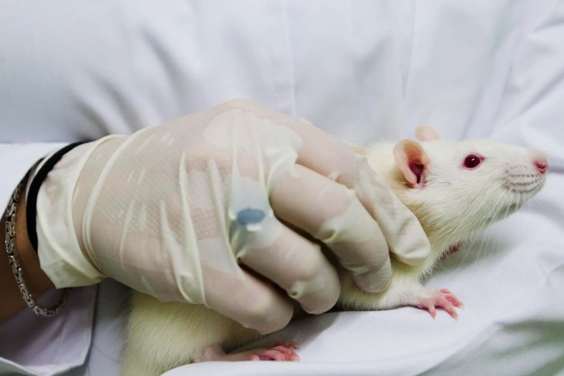 Ratón