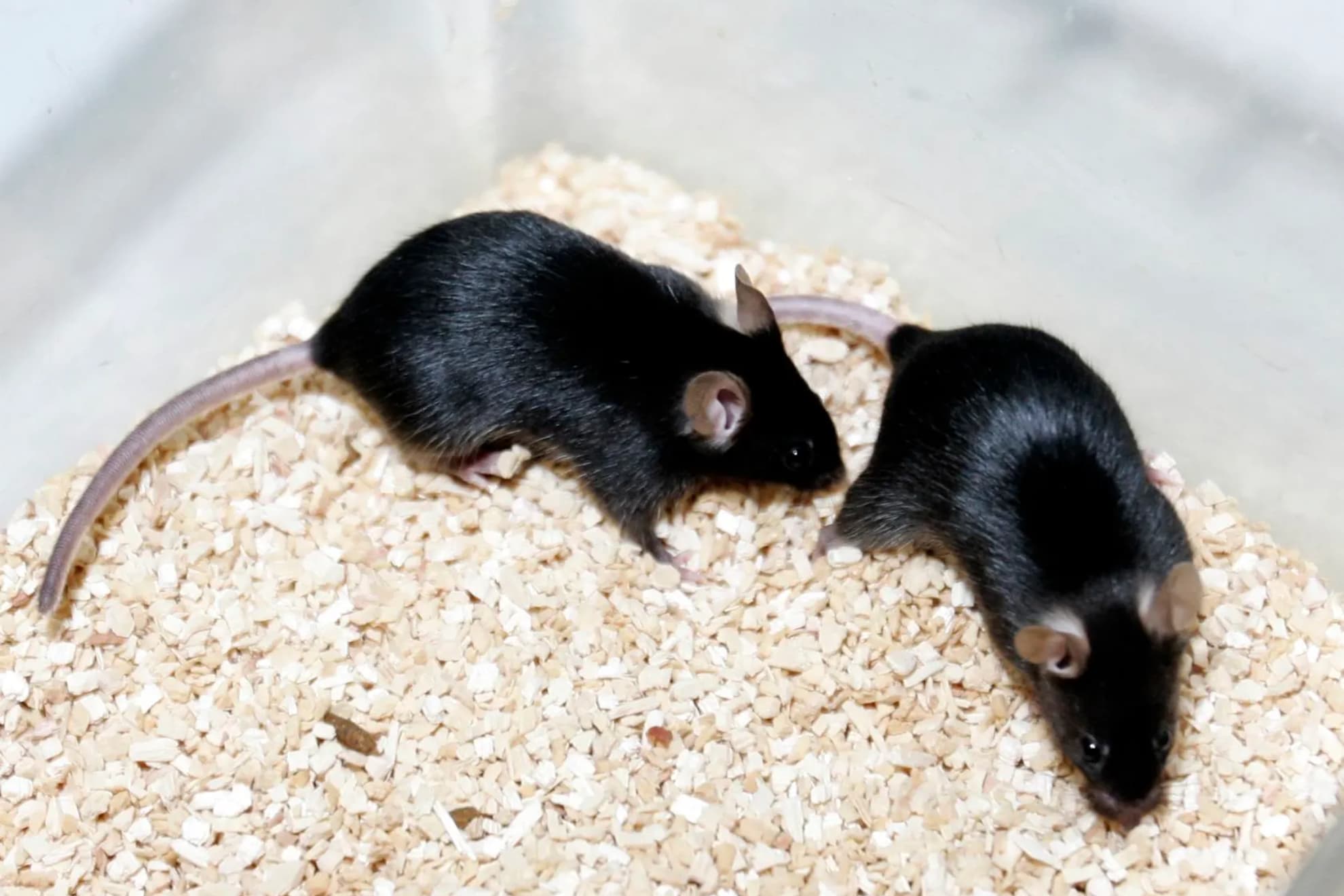 Ratones - Hantavirus