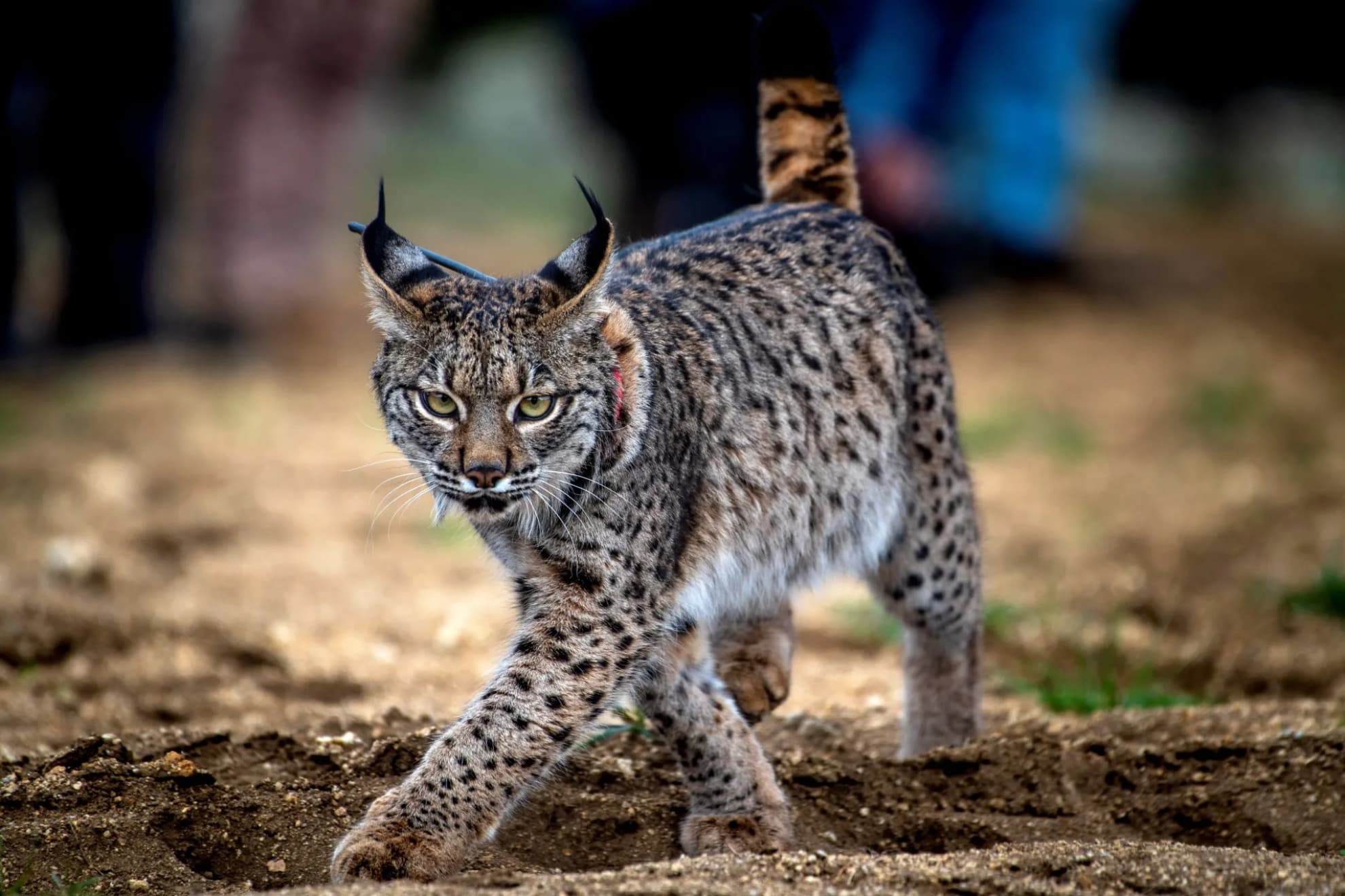 El lince ibérico en España.