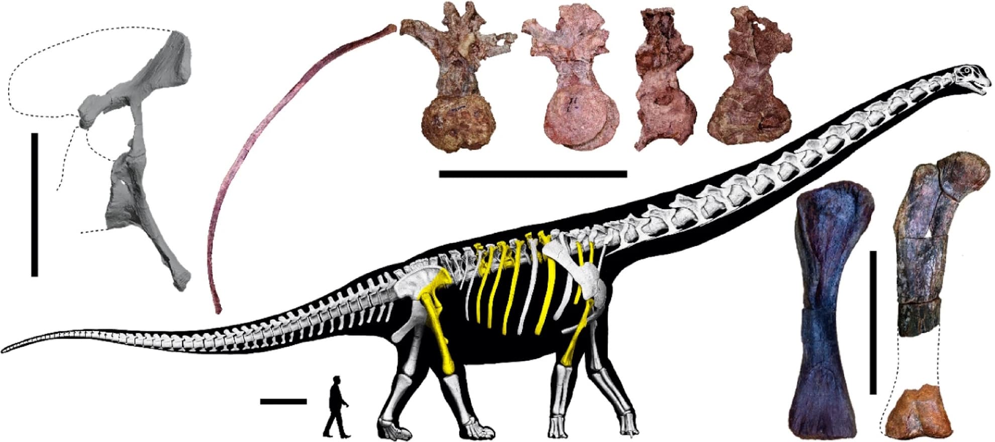 Imagen ilustrativa del tamaño del Nagatitan.
