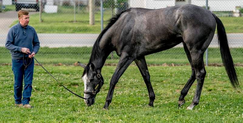 Great White Horse Update After Kentucky Derby Scratch Disaster With Jockey