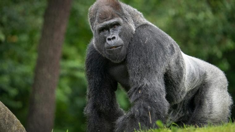 Red Sox, Pirates jokes write themselves after Boston, Pittsburgh zoos trade gorillas