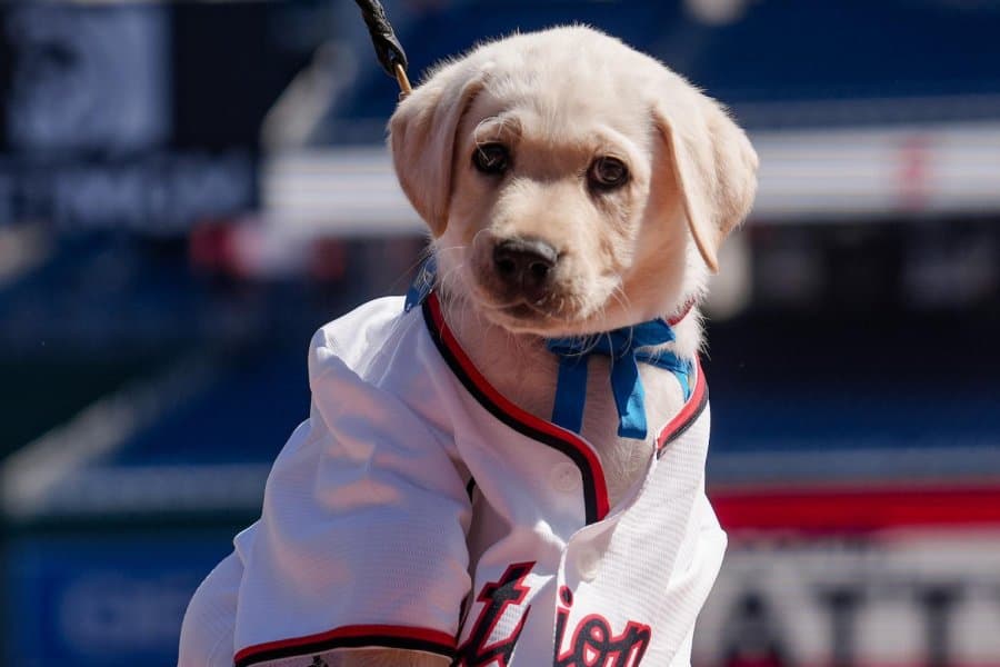 Washington Nationals to debut team puppy Friday vs. Baltimore Orioles