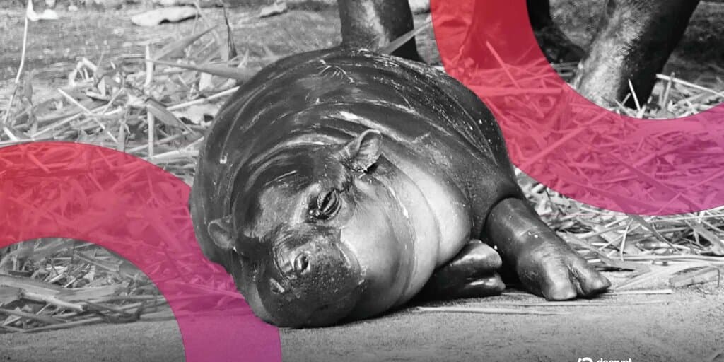 Moo Deng Meme Coin Rises After Man Fined for Entering Viral Pygmy Hippo's Den