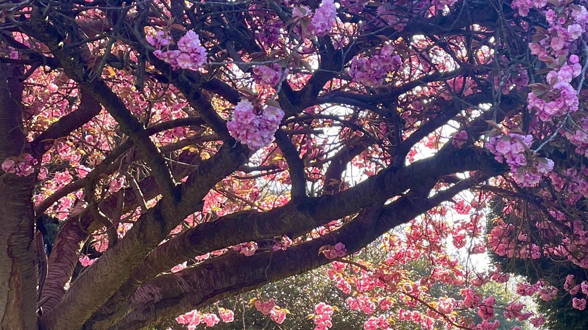 Close-up view of a tree full of pink blossom