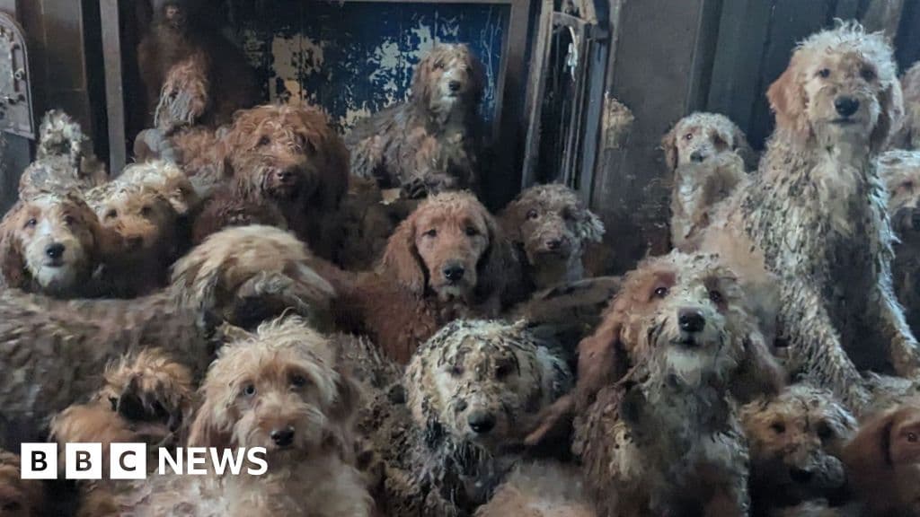 Hundreds of dogs found crammed in living room 'doing really well', says RSPCA