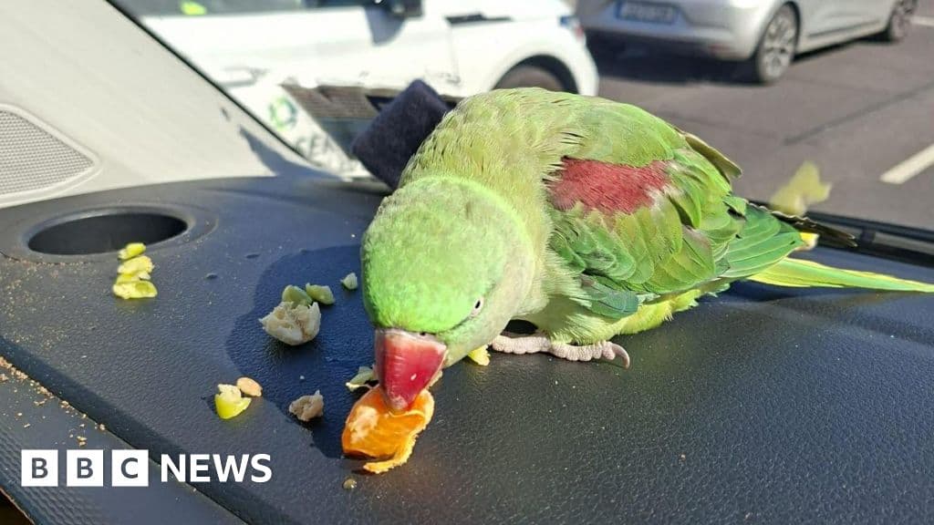 Airport seeking public's help to reunite parrot with owner