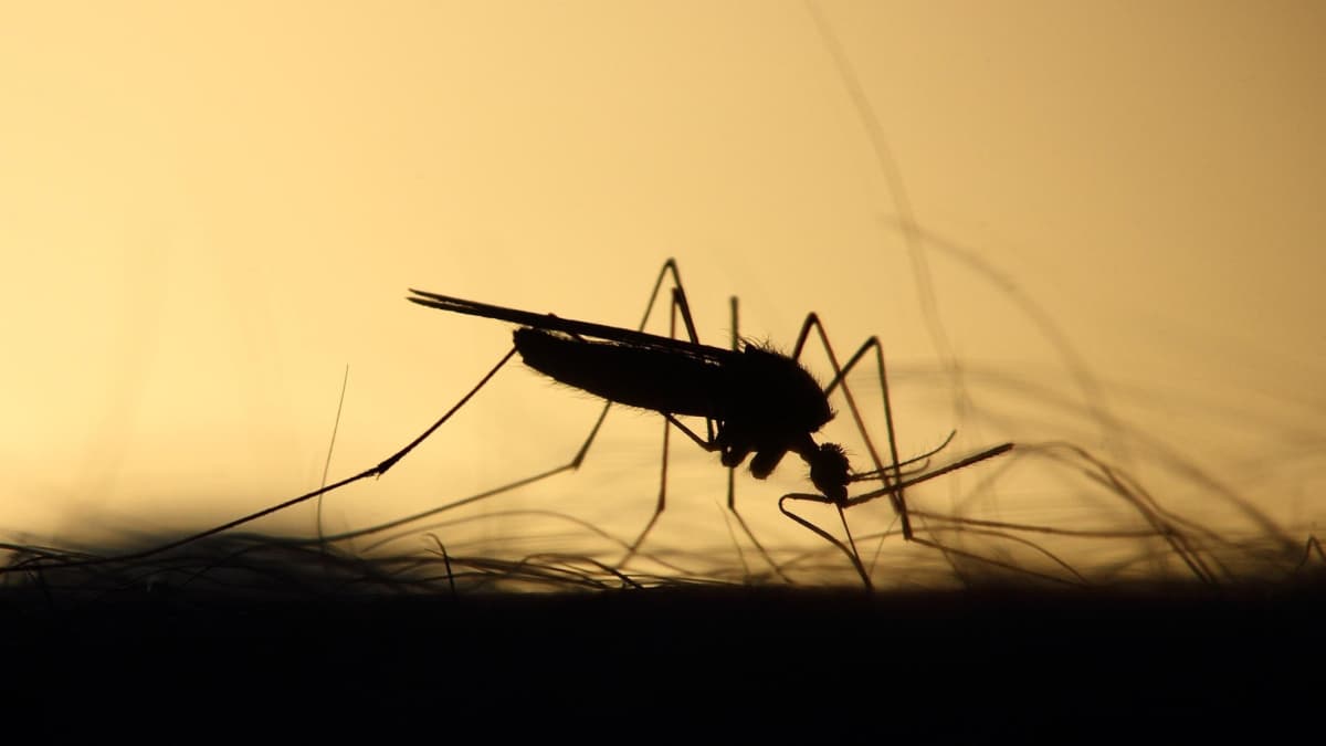La ciencia descubre por qué los mosquitos pican mås a unas personas que a otras