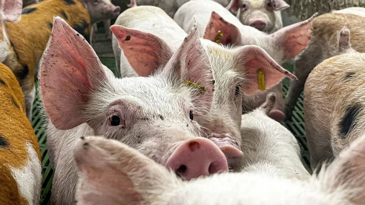 Descubren que el semen de cerdo podría ayudar a tratar un tipo raro de cáncer ocular infantil