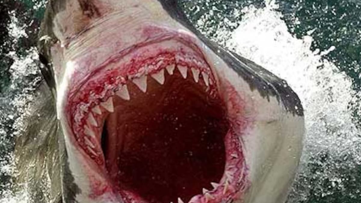 A la luz las posibles causas del ataque de un tiburĂłn a un turista español en su luna de miel: una planta de pescado, dĂas sin comer...