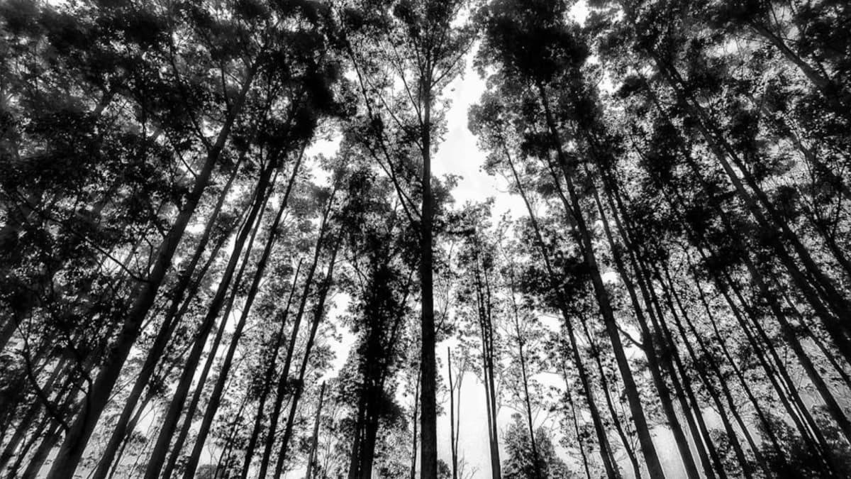 Una joven de 21 años, su hija de 10 meses y una adolescente mueren al caerles un árbol mientras buscaban huevos de Pascua