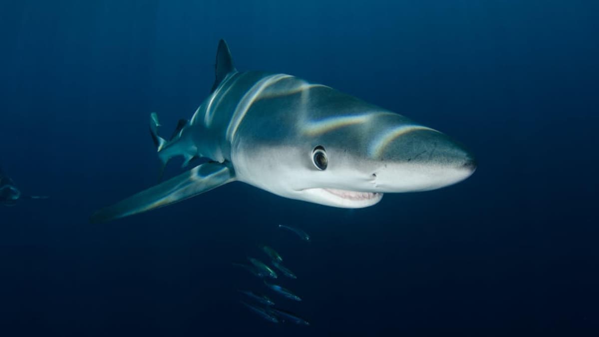 Un tiburón arranca una pierna a un turista español durante su luna de miel en Maldivas