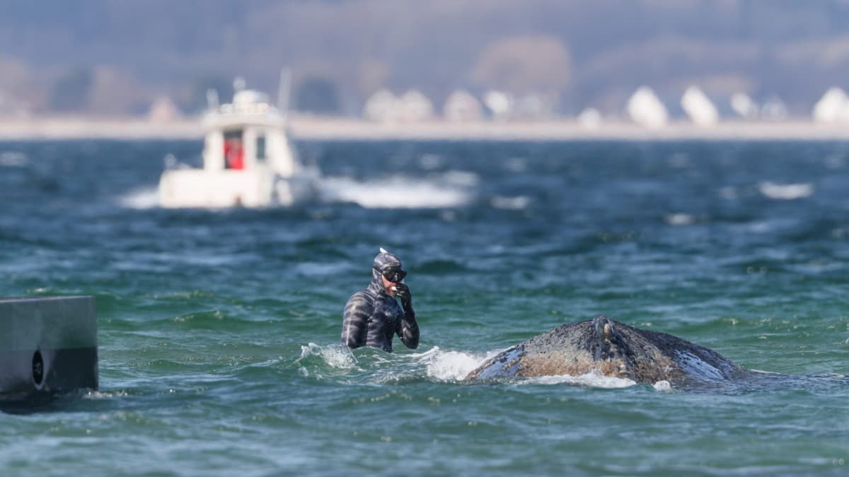 La odisea de la ballena Timmy continúa: vuelve a quedar varada en el mar Báltico tras su liberación