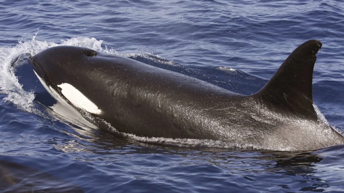 Estudian varias poblaciones de orcas y descubren que tienen culturas diferentes