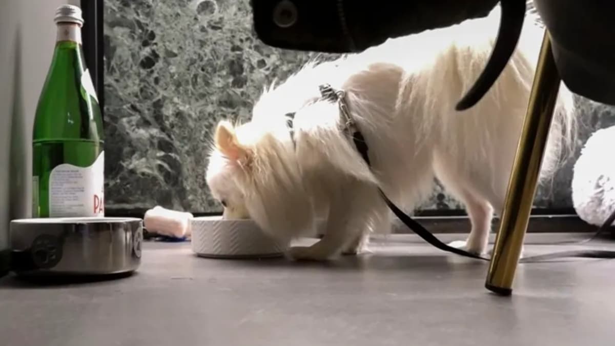 Unos clientes se quejan porque el local admite perros y el dueño explota: "A quienes no admitimos es a gente amargada"