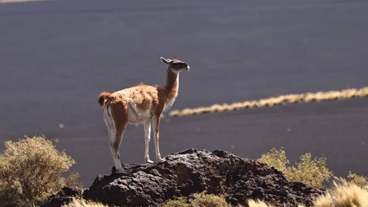 110 años después de su extinción en Argentina, este mamífero vuelve y ya está transformando el ecosistema