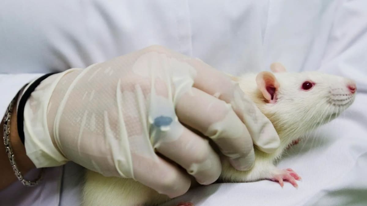 Así es el hantavirus que ha matado a tres personas en un crucero que iba a Canarias
