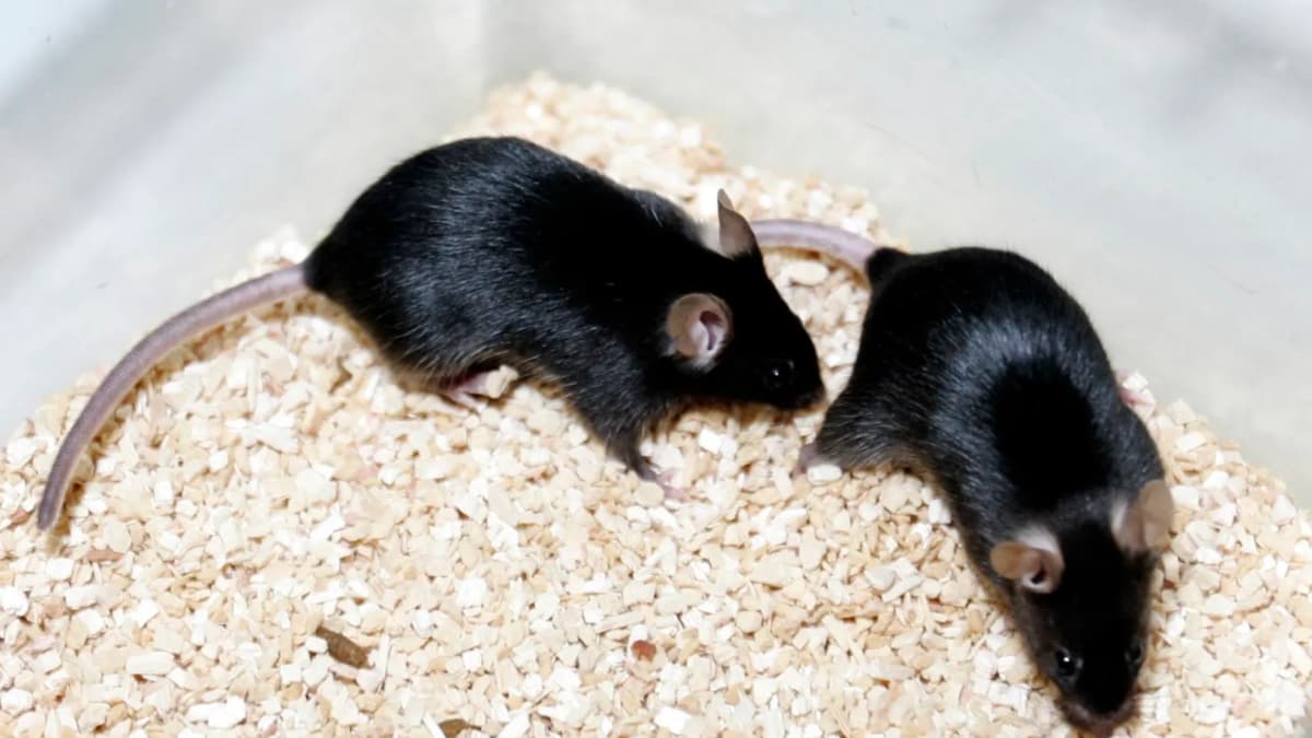 El hantavirus estuvo detrás de la muerte de 3.000 soldados entre 1951 y 195