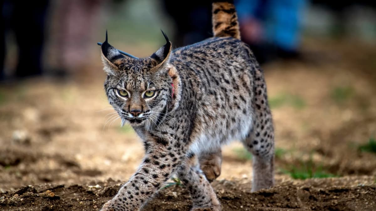 El lince ibérico en España: del borde de la extinción hasta la sorpresa de hoy