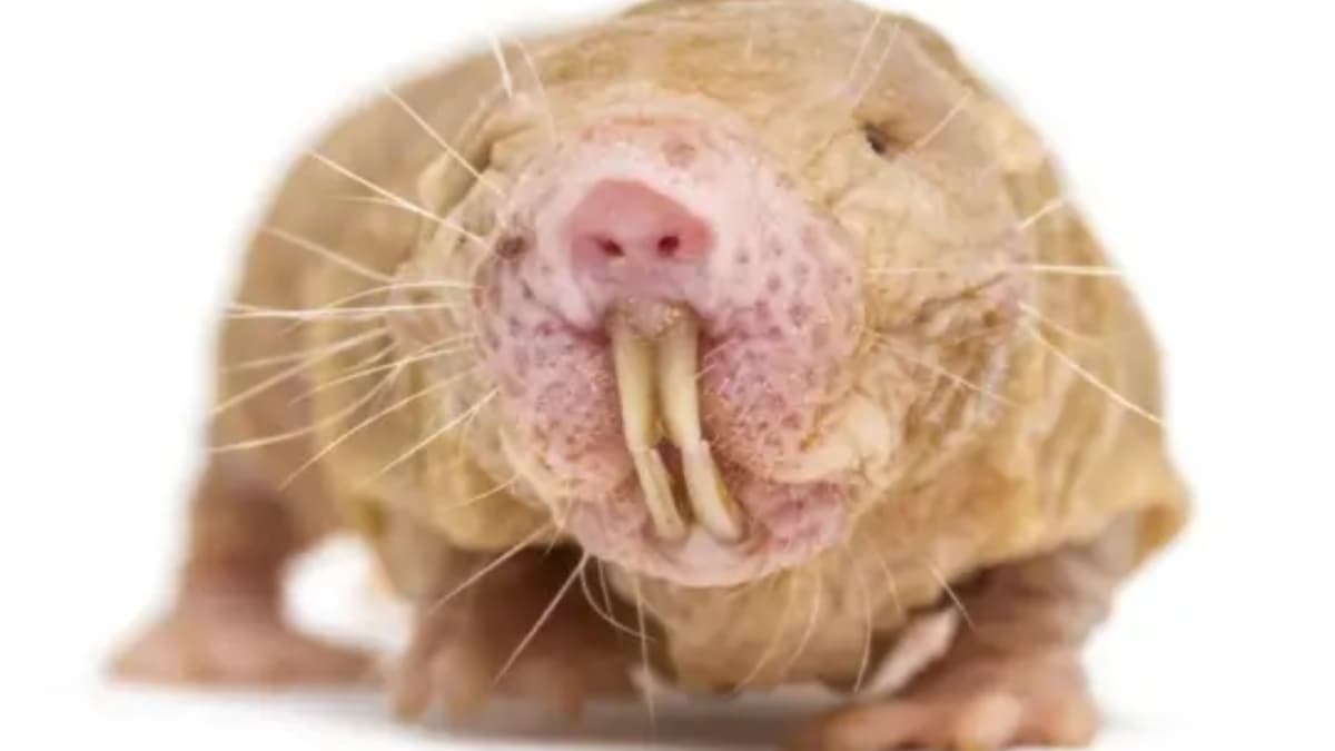 El animal que no desarrolla cáncer y que puede ser la clave para alargar la vida: los biólogos llevan ya 10 años de estudio